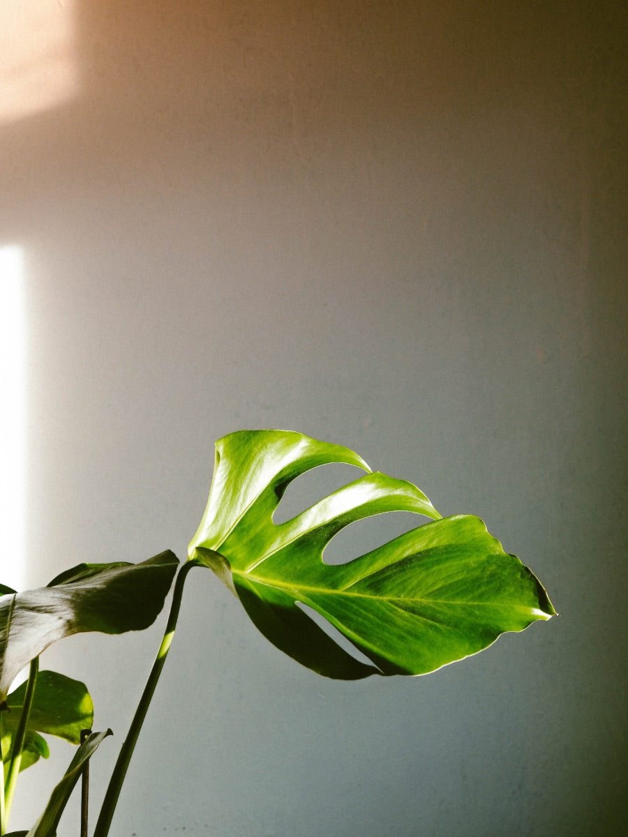 New Partnership: Fanfare Label Teams Up With Plant Your Future